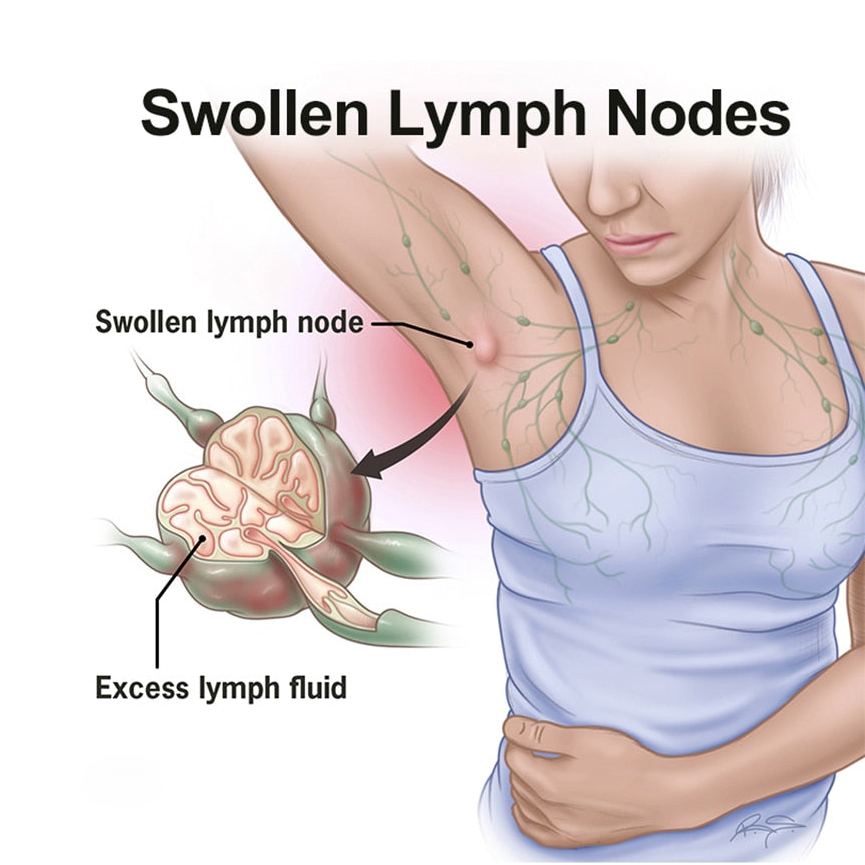 What Is The Largest Lymphatic Organ