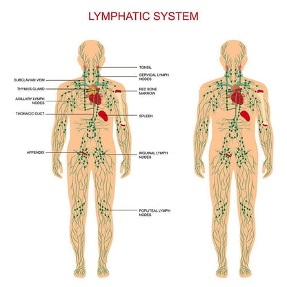 Lymphatic Drainage Ginger Massage Oil